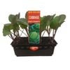 Punnet Cabbage Green Coronette - Grow Your Own Range