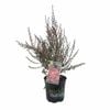 170 mm Leptospermum Red Ensign