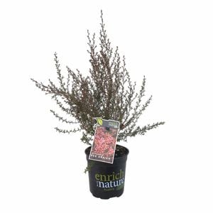 170 mm Leptospermum Red Ensign