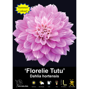 Yarra Valley Bulbs Florelie Tutu - 1 Pack