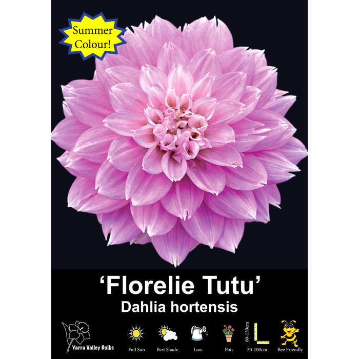 Yarra Valley Bulbs Florelie Tutu - 1 Pack