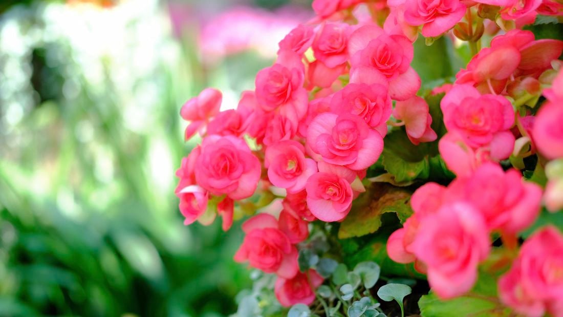 Begonia plants with bright pink flowers