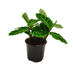 120mm Zebra Plant - Calathea zebrina