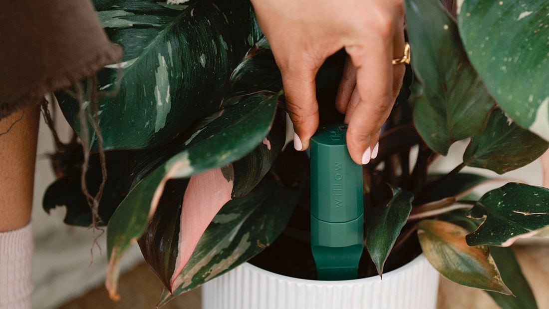 Green indoor plant sensor being pushed into a white pot with a plant in it.