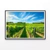 Rows of Green Plants with Sky  Print 100% Australian Made 90x60cm  (Poster)