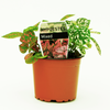 90mm Freckle Face - Hypoestes phyllostachya