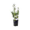 140mm Sunshine Blue Blueberry - Vaccinium corymbosum