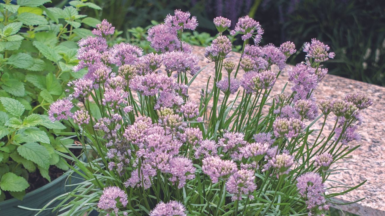 Close-up of a plant with grass-like leaves and light purple flowers
