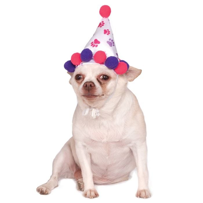 Rubies Paw Print Girl Pet Birthday Hat Dog/Pet Fancy Dress Up Costume Size M-L