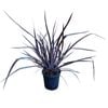 4L New Zealand Flax - Phormium tenax Dark Delight
