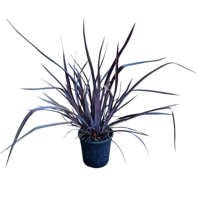 4L New Zealand Flax - Phormium tenax Dark Delight