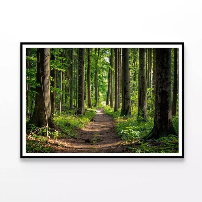 Forest Path through Tall Trees  Print 100% Australian Made 120x90cm  (Poster)