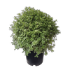 10L Pittosporum Silver Ball - Pittosporum tenuifolium