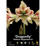Yarra Valley Bulbs Hippeastrum Dragonfly - 1 Pack