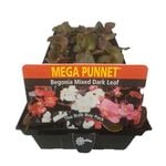 Begonia Dark Leaf Mix Punnet - Begonia x semperflorens