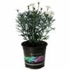 2.5L Federation Daisy Summersong White - Argyranthemum frutescens