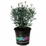2.5L Federation Daisy Summersong White - Argyranthemum frutescens