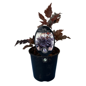 150mm Astilbe Chocolate Shogun - Astilbe thunbergii - Gardening Solutionz