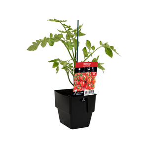 125mm Tomato Candyland - Solanum lycopersicum - Floriana Fresh Start