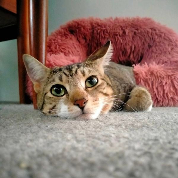 Close up of a domestic shorthair cat.