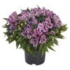 3.3L Princess Lilies Assorted - Alstroemeria
