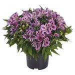 3.3L Princess Lilies Assorted - Alstroemeria