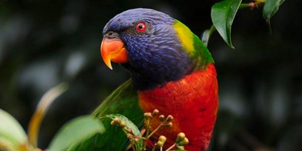 Rainbow parrot.
