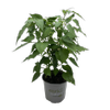 130mm Pillar Pepper F1 Mimi Red - Capsicum annuum
