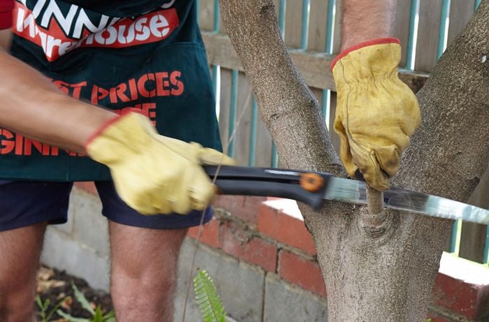 Person sawing a large twig off a tree.