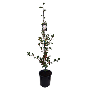 2L Camellia Fairy Blush - Camellia Hybrid