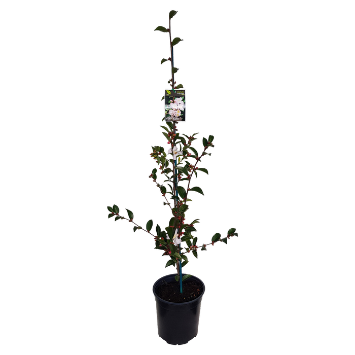 2L Camellia Fairy Blush - Camellia Hybrid