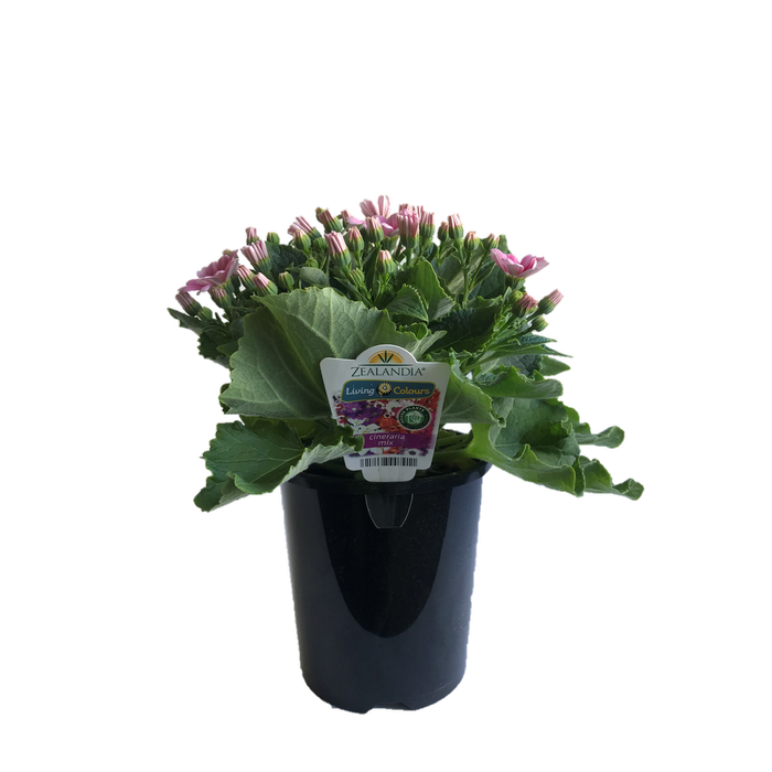 1.5L Cineraria - Pericallis cruenta