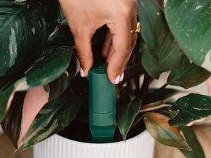 Green indoor plant sensor being pushed into a white pot with a plant in it.
