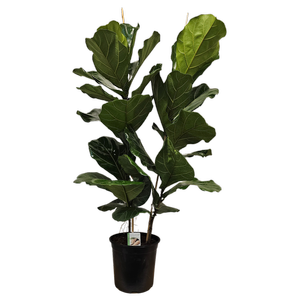 230mm Fiddle Leaf Fig - Ficus lyrata Double Planted