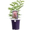 140mm Crazy Cool Pink Clianthus