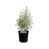 200mm Snow Leopard - Pittosporum tenuifolium