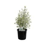 200mm Snow Leopard - Pittosporum tenuifolium