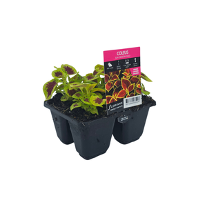 4 Cell Coleus Sun Crimson Gold - Solenostemon scutellarioides