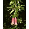 140mm Correa Dusky Bells - Correa reflexa x pulchella