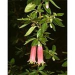 140mm Correa Dusky Bells - Correa reflexa x pulchella
