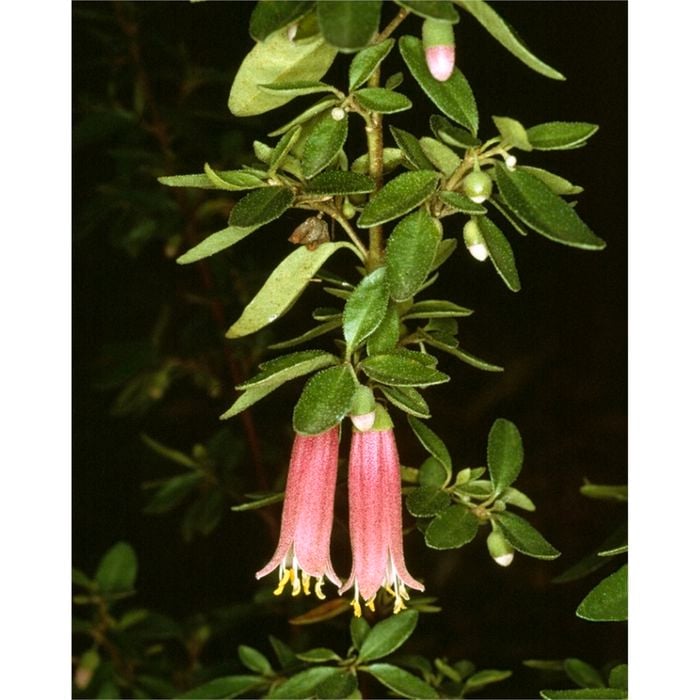 140mm Correa Dusky Bells - Correa reflexa x pulchella