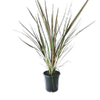 180mm Cordyline Electric Star - Cordyline banksii