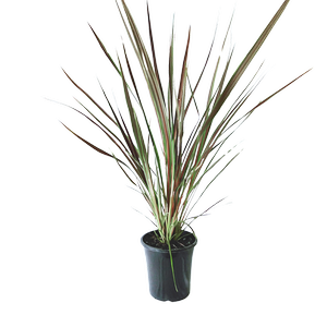 180mm Cordyline Electric Star - Cordyline banksii