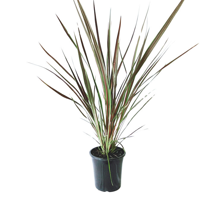 180mm Cordyline Electric Star - Cordyline banksii