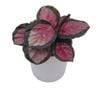 125mm Rosey - Calathea roseopicta