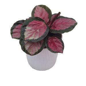 125mm Rosey - Calathea roseopicta