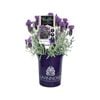 140mm Lavender LAVINNOVA® Iceberry Ruffles - Lavandula
