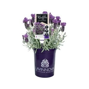 140mm Lavender LAVINNOVA® Iceberry Ruffles - Lavandula