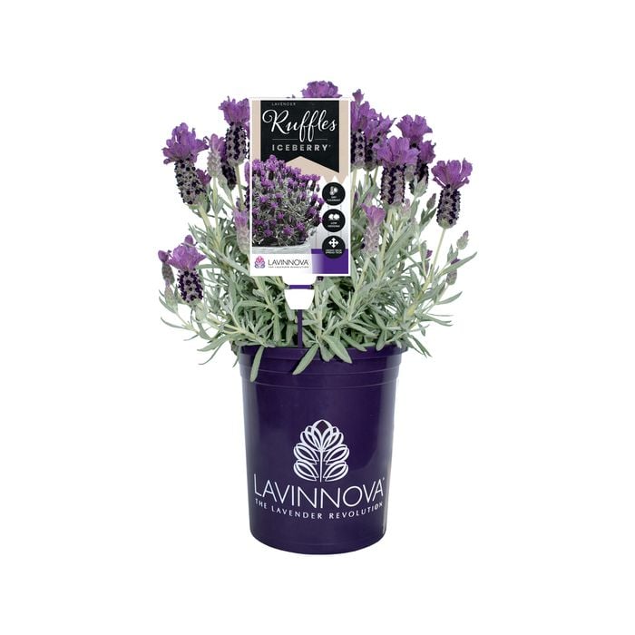 140mm Lavender LAVINNOVA® Iceberry Ruffles - Lavandula