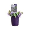 140mm Baby Bells - Campanula species
